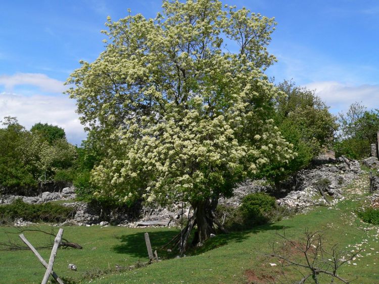 Biolib.cz