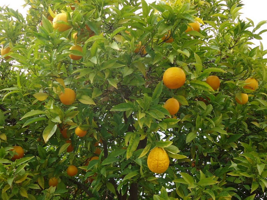 appelsínutré